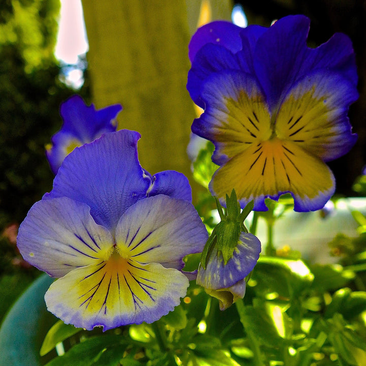 Viola x wittrockiana 'PAS1077347' ~ Cool Wave® Morpho Pansy-ServeScape