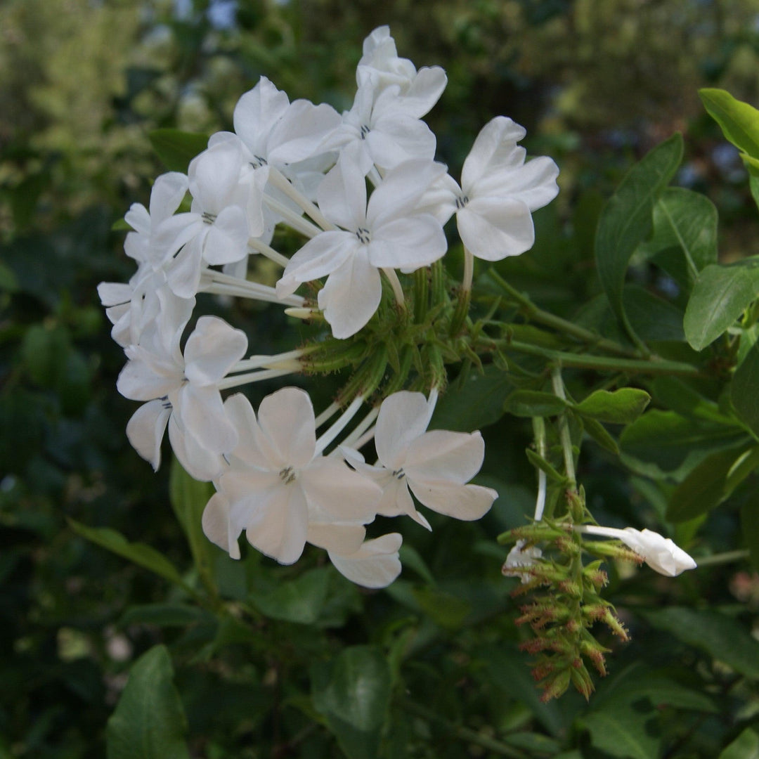 Plumbago auriculata 'Imperial White' ~ Imperial White Cape Leadwort-ServeScape