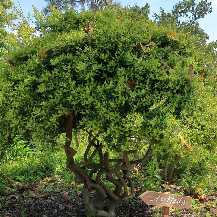 Ilex vomitoria 'Kathy Ann Baston' ~ Kathy Ann Baston Yaupon Holly-ServeScape
