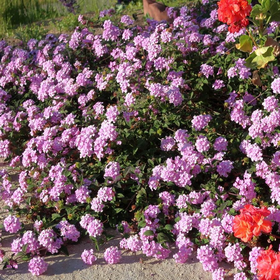 Lantana montevidensis 'Trailing Purple' ~ Trailing Purple Lantana-ServeScape