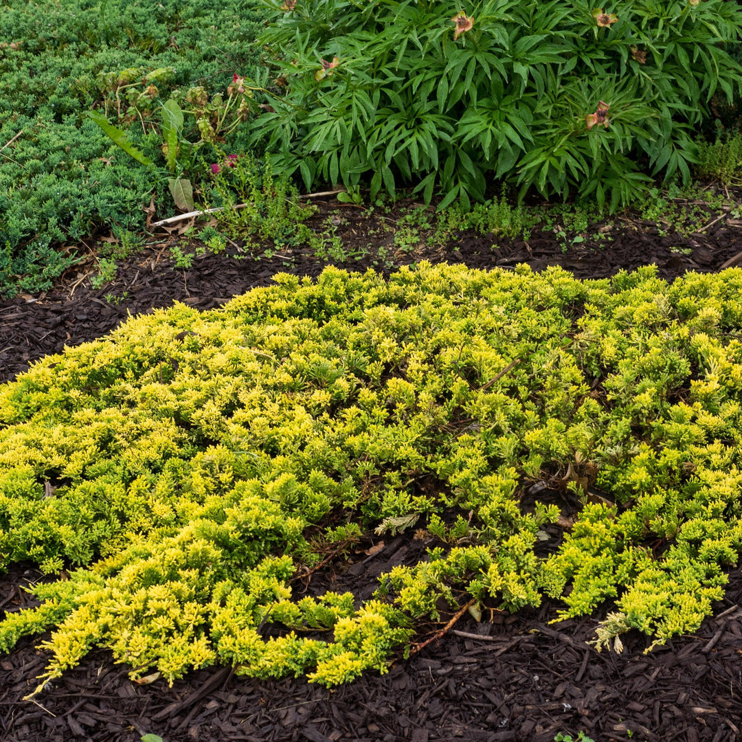 Juniperus horizontalis 'Mother Lode' ~ Mother Lode Creeping Juniper-ServeScape