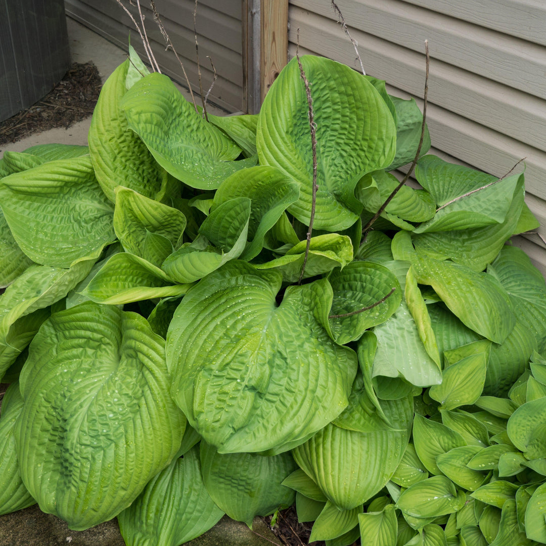 Hosta 'Sum and Substance' ~ Sum and Substance Hosta-ServeScape