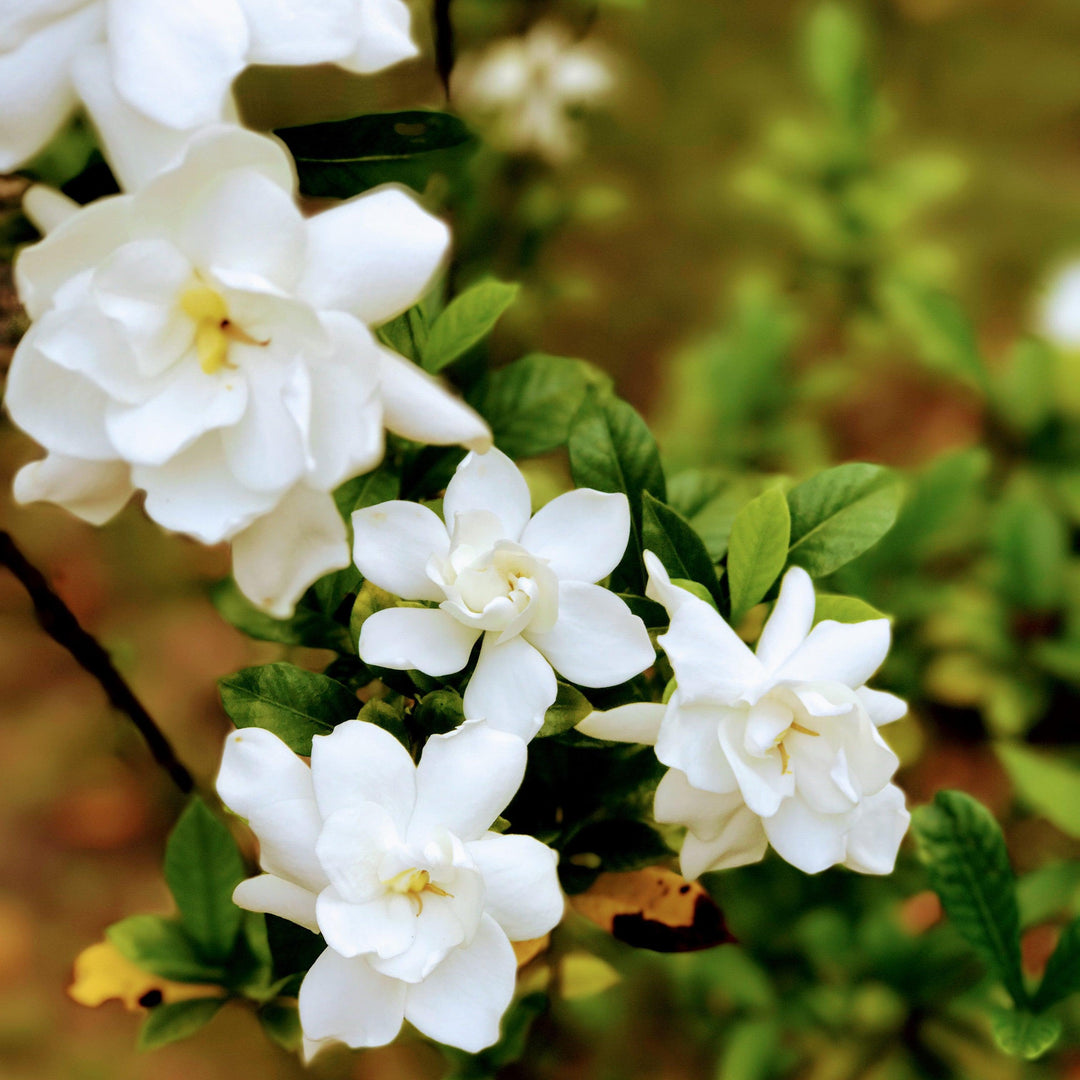 Gardenia jasminoides 'Leesix' PP32472 ~ Fool Proof™ Gardenia-ServeScape
