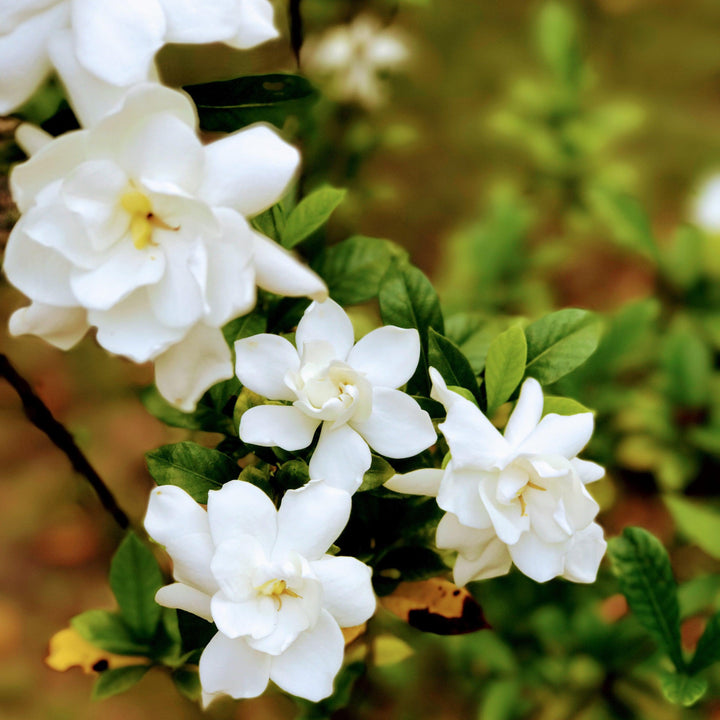 Gardenia jasminoides 'Leesix' PP32472 ~ Fool Proof™ Gardenia-ServeScape