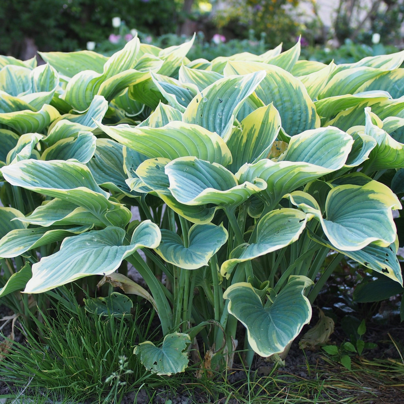 Hosta 'Sagae' ~ Sagae Hosta-ServeScape