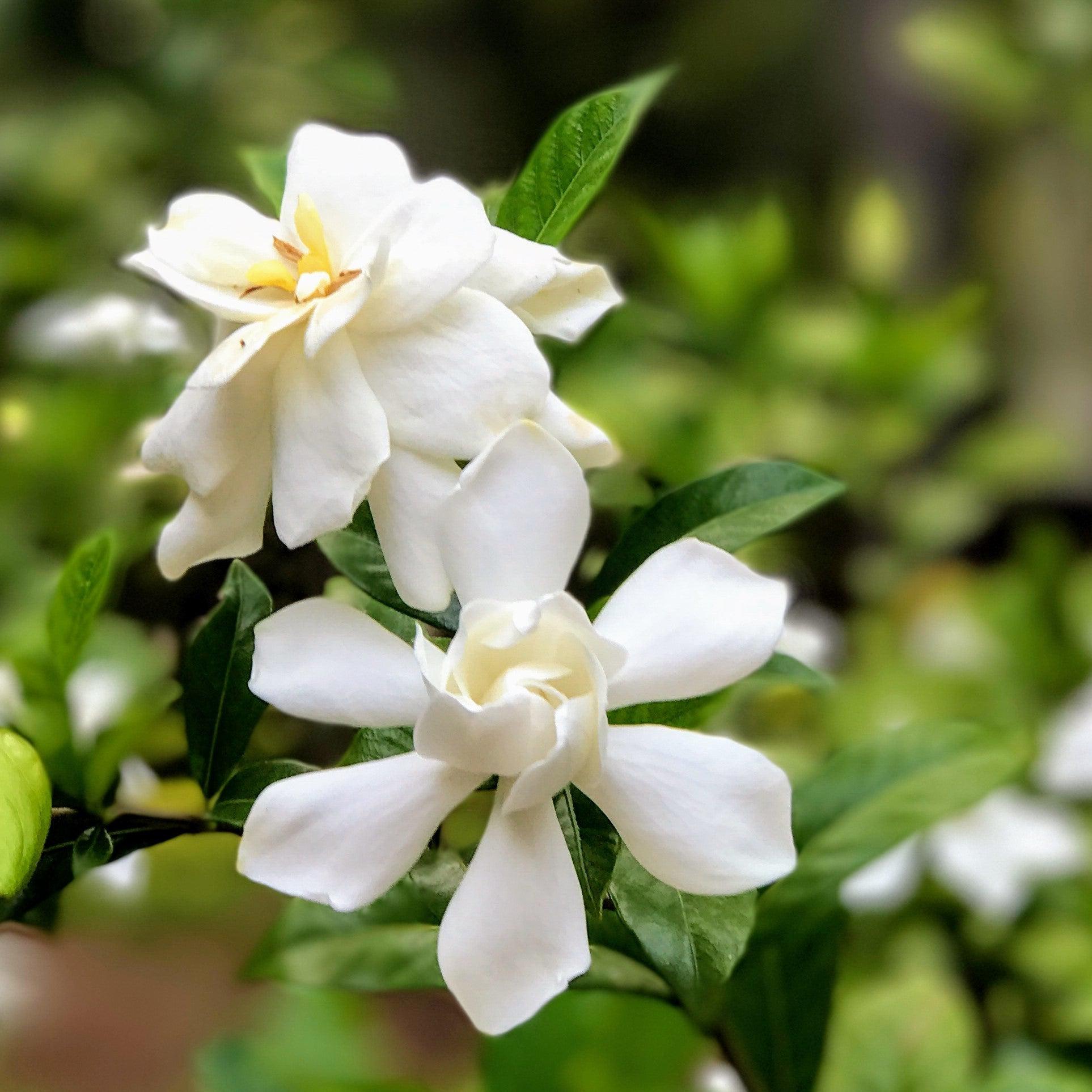 Monrovia White Frostproof Gardenia Flowering Shrub In Pot (With