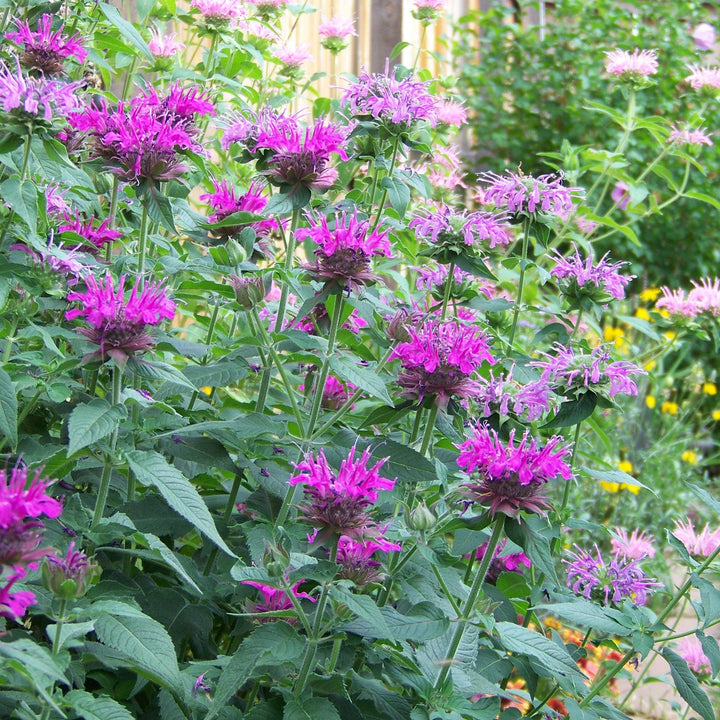 Monarda didyma 'Balbalmac' PP #26,594 ~ Balmy™ Lilac Bee Balm-ServeScape
