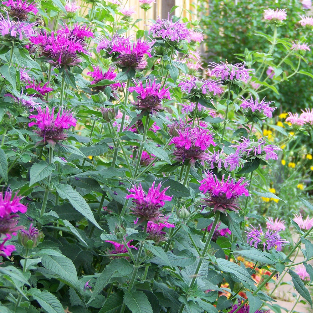 Monarda 'Rockin Raspberry' PP28752 ~ Sugar Buzz® Rockin Raspberry Bee Balm-ServeScape