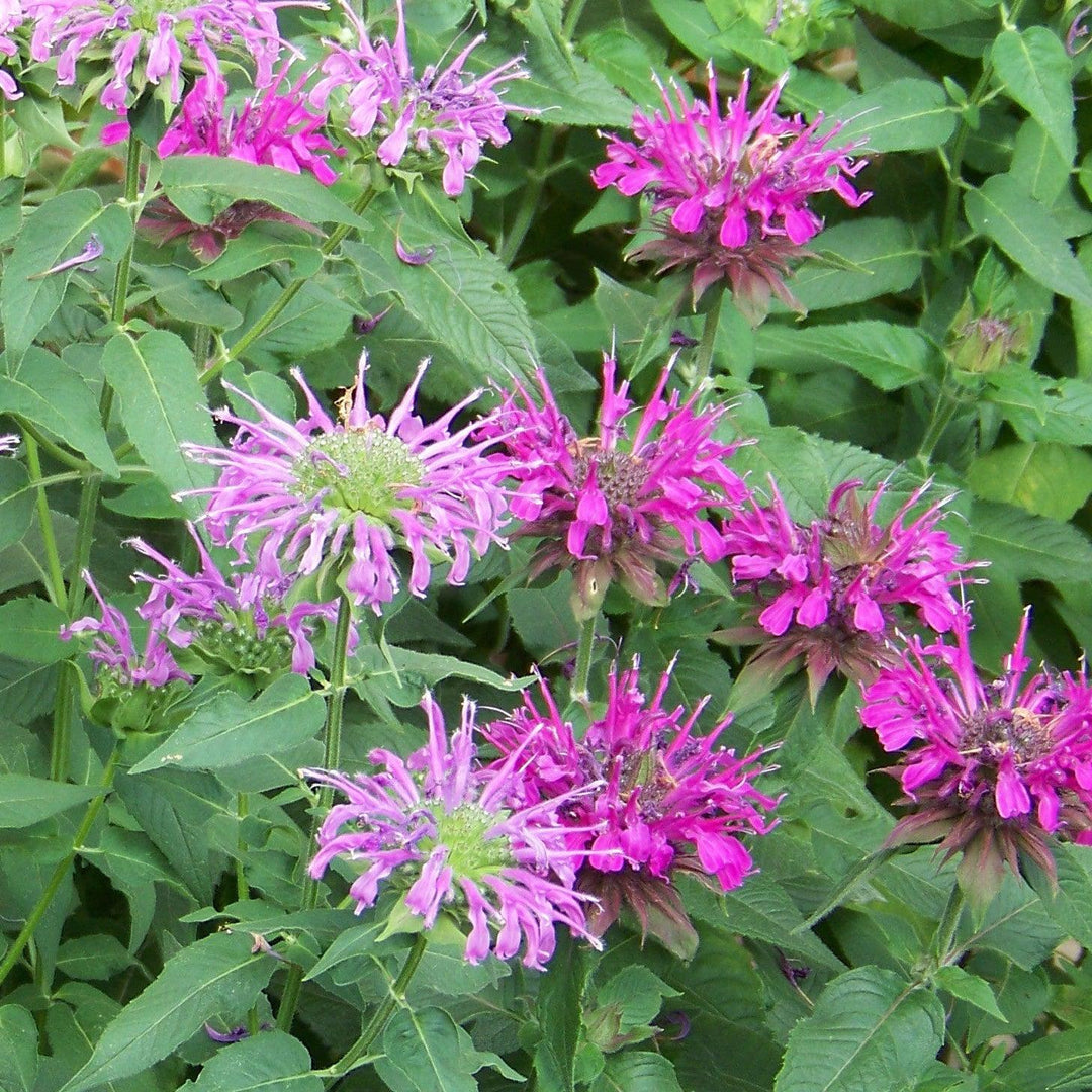 Monarda didyma 'Balbalmac' PP #26,594 ~ Balmy™ Lilac Bee Balm-ServeScape