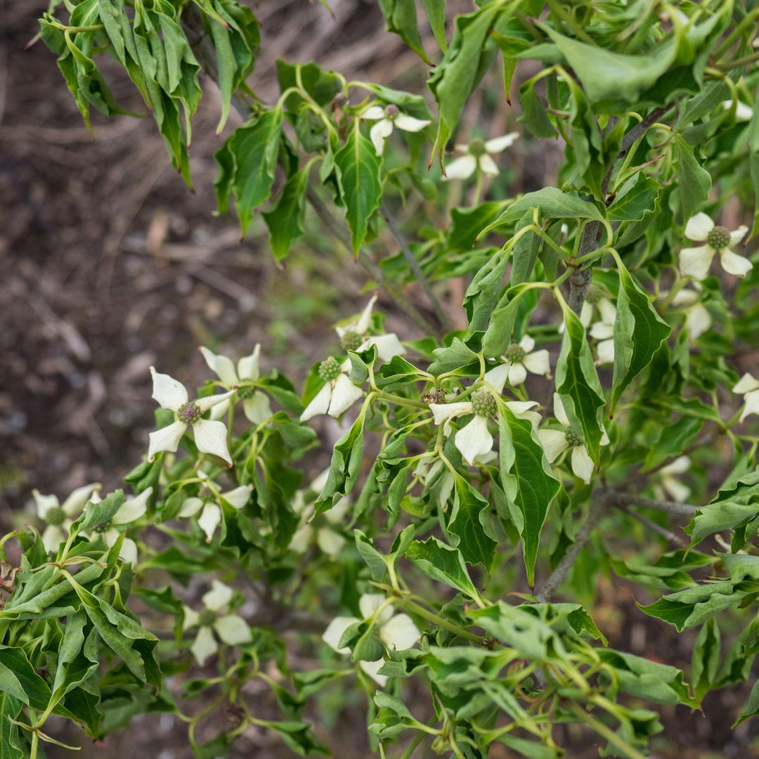 Cornus kousa 'Little Poncho' ~ Little Poncho Dogwood-ServeScape
