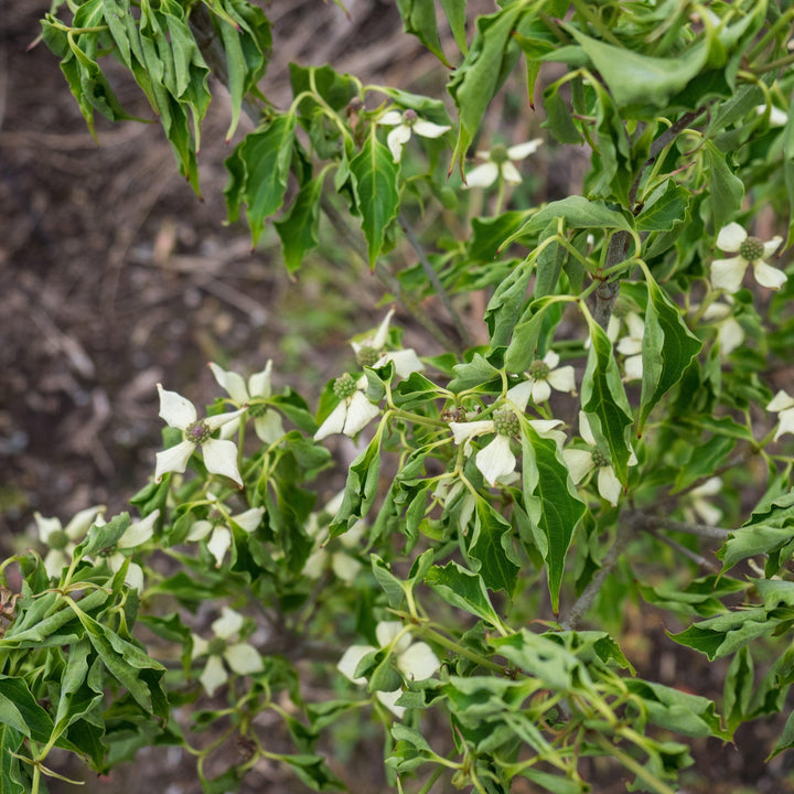Cornus kousa 'Little Poncho' ~ Little Poncho Dogwood-ServeScape
