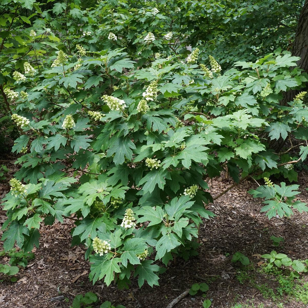 Hydrangea quercifolia 'Snow Queen' ~ Snow Queen Hydrangea-ServeScape