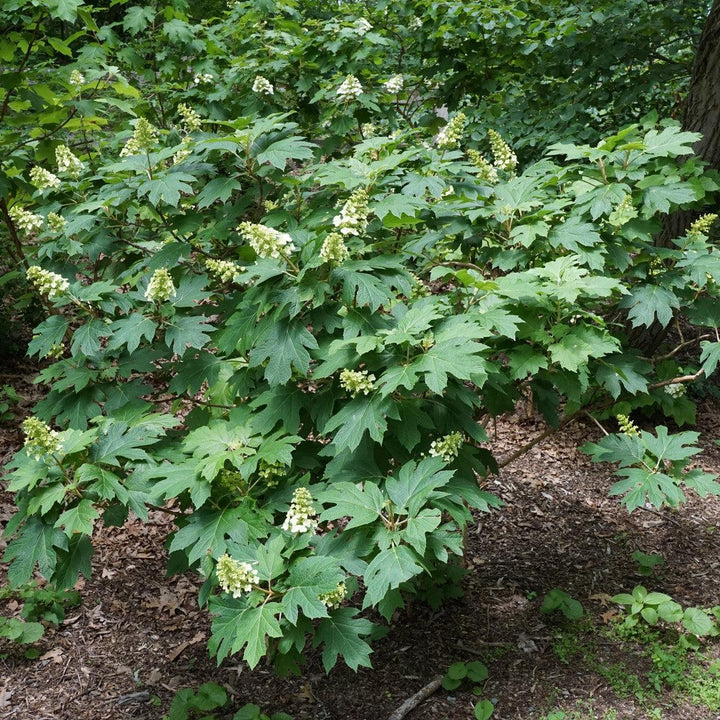 Hydrangea quercifolia 'Snow Queen' ~ Snow Queen Hydrangea-ServeScape