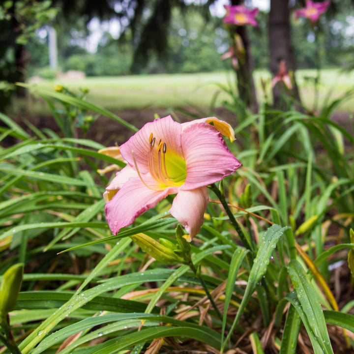 Hemerocallis 'Fairy Tale Pink' ~ Fariy Tale Pink Daylily-ServeScape