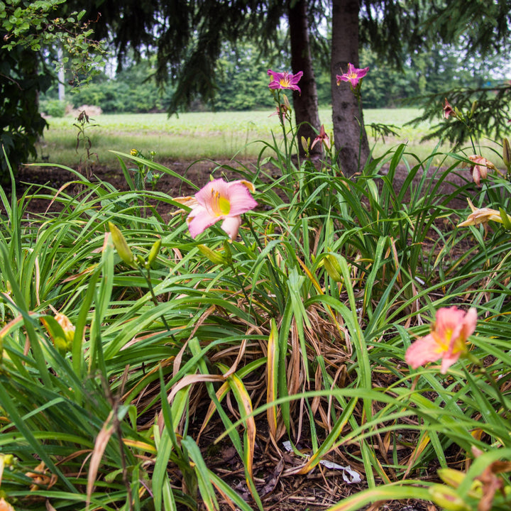 Hemerocallis 'Fairy Tale Pink' ~ Fariy Tale Pink Daylily-ServeScape
