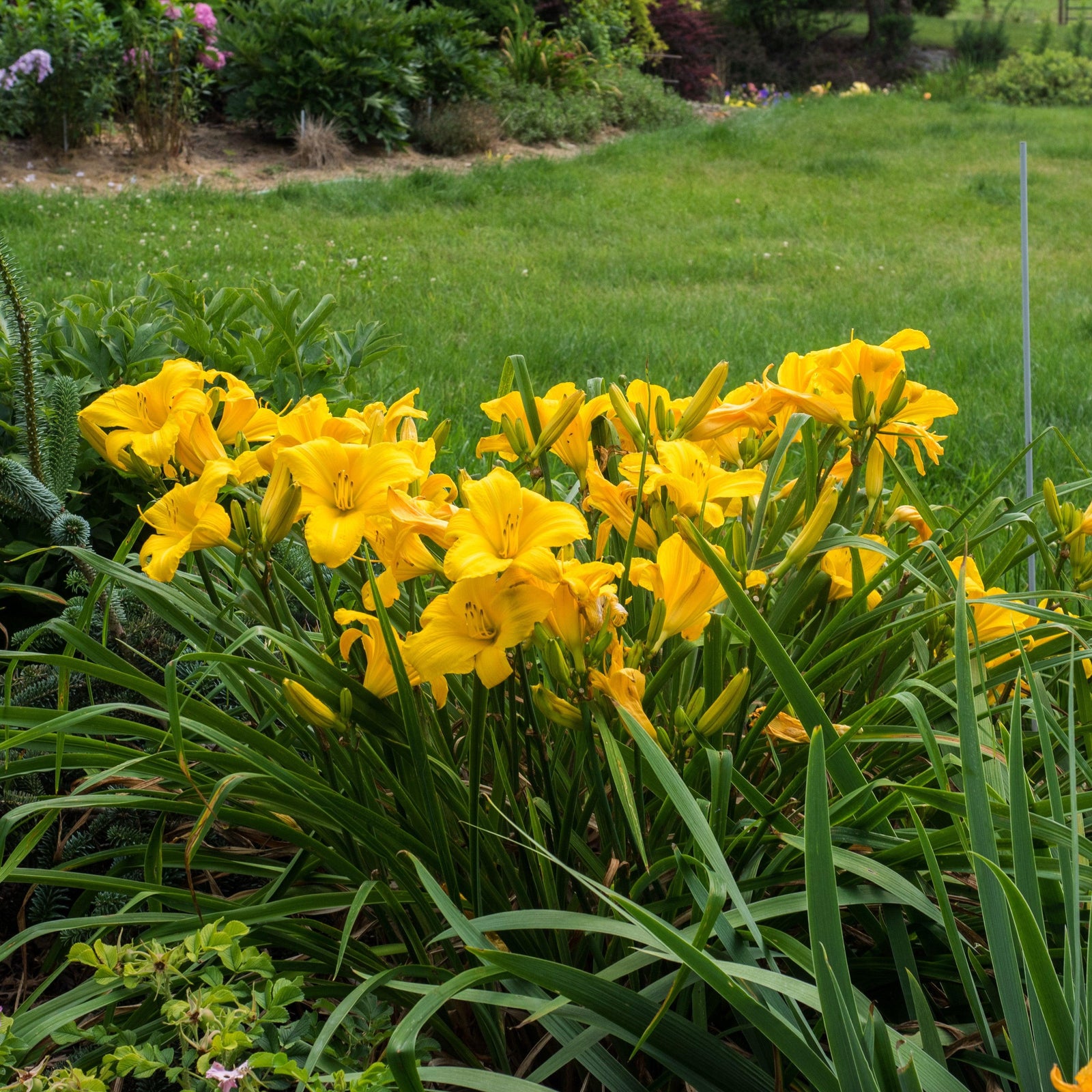 Hemerocallis 'Buttered Popcorn' ~ Buttered Popcorn Daylily-ServeScape