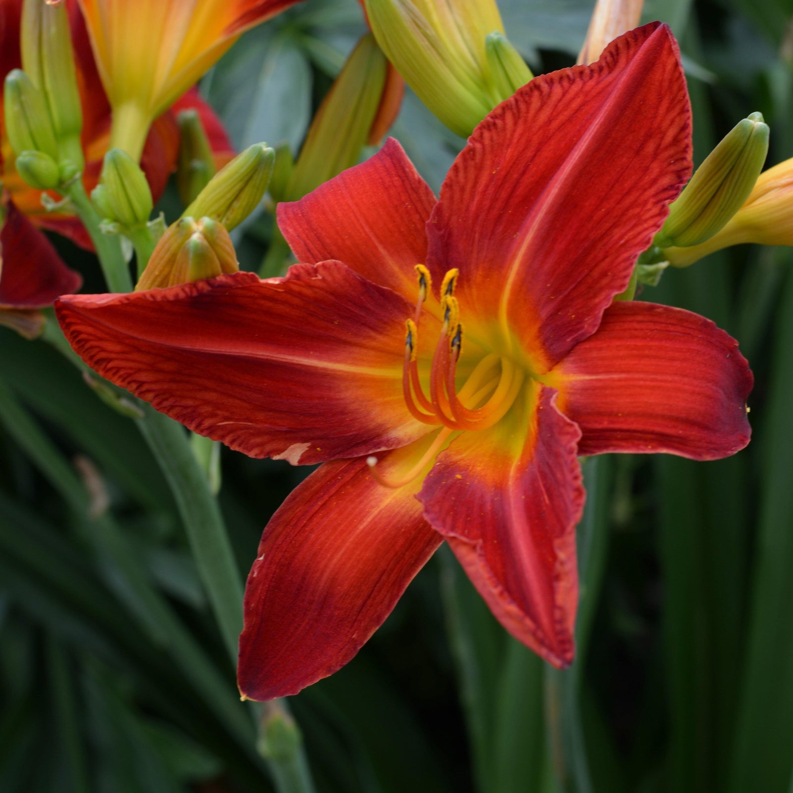Hemerocallis 'Ming Toy' ~ Ming Toy Daylily-ServeScape