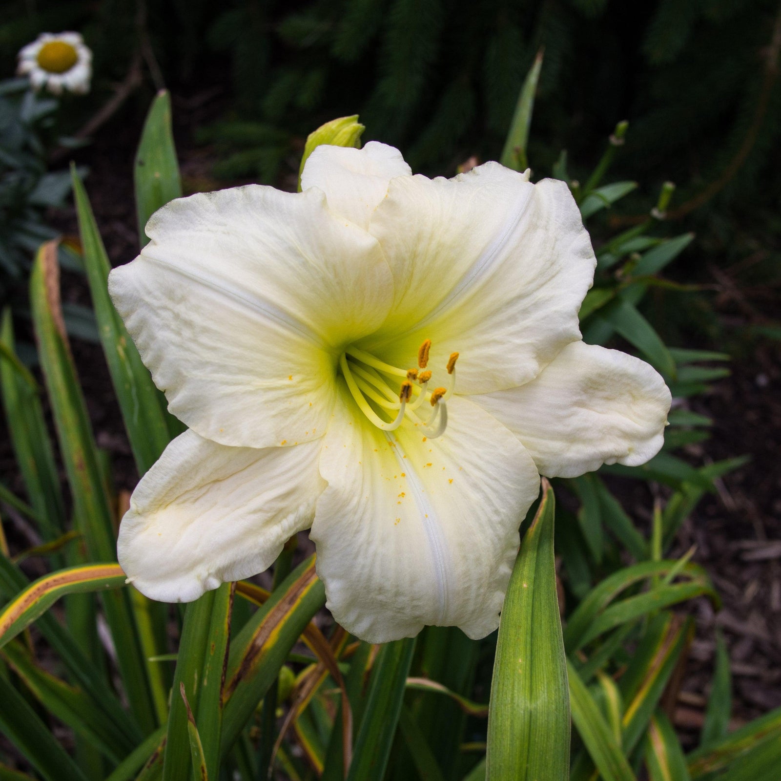 Hemerocallis 'Joan Senior' ~ Joan Senior Daylily-ServeScape