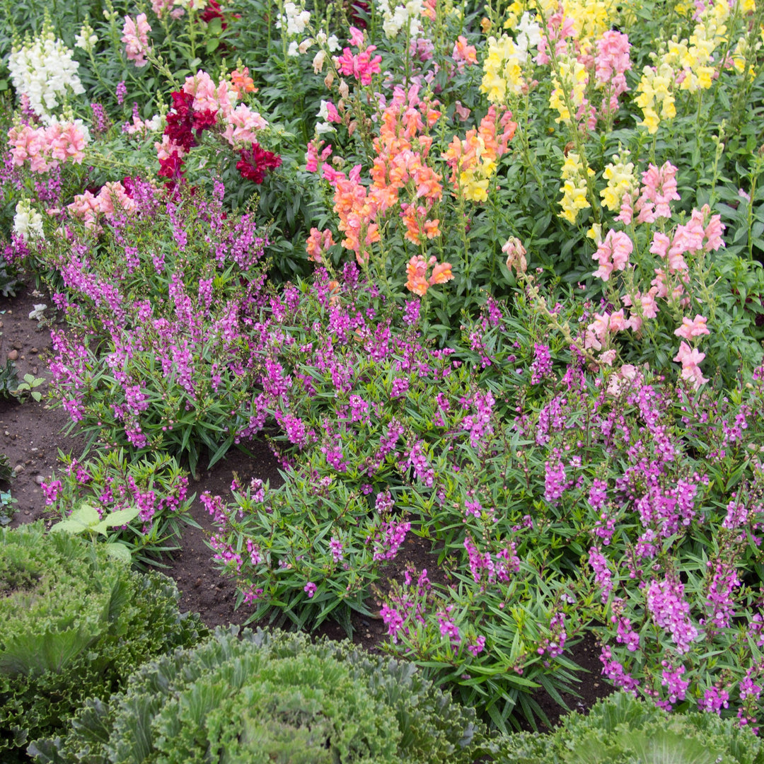 Angelonia angustifolia 'PAS777797' ~ Serenita® Raspberry Summer Snapdragon-ServeScape
