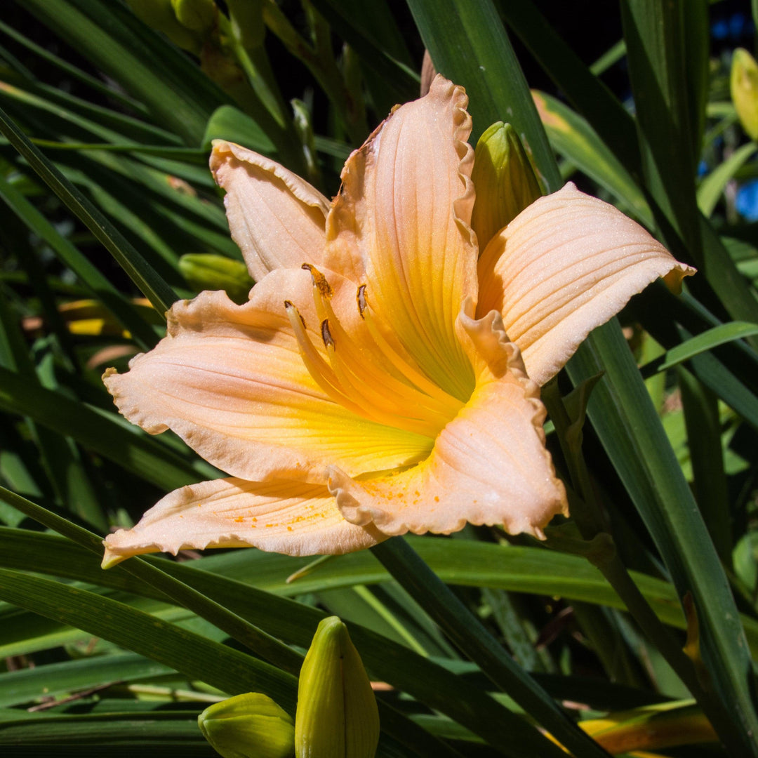 Hemerocallis 'Fairy Tale Pink' ~ Fariy Tale Pink Daylily-ServeScape