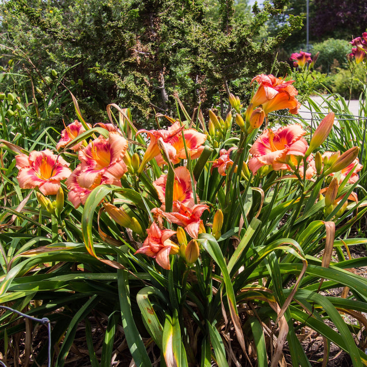 Hemerocallis 'Strawberry Candy' ~ Strawberry Candy Daylily-ServeScape