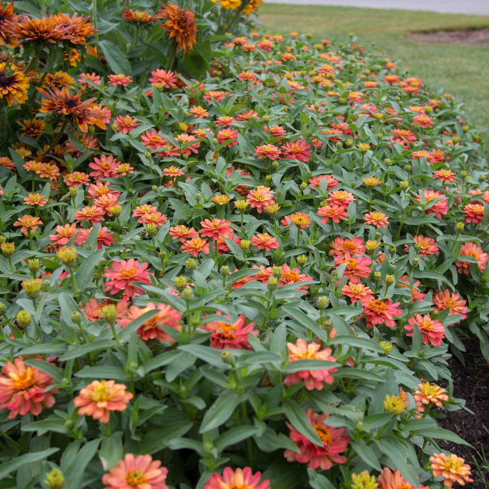 Zinnia ‘Profusion Double Deep Salmon’ ~ Profusion Double Deep Salmon Zinnia-ServeScape