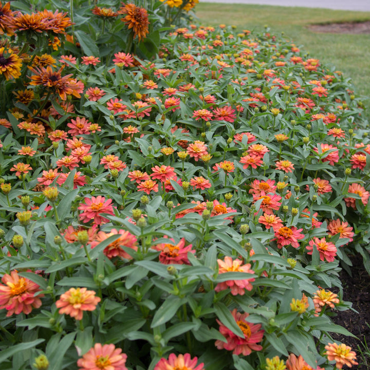 Zinnia ‘Profusion Double Deep Salmon’ ~ Profusion Double Deep Salmon Zinnia-ServeScape