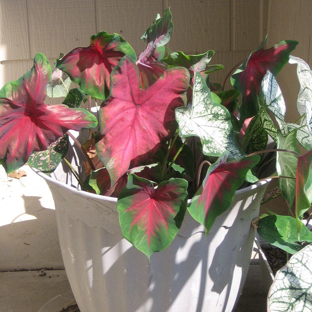 Caladium 'Postman Joyner' ~ Postman Joyner Caladium-ServeScape