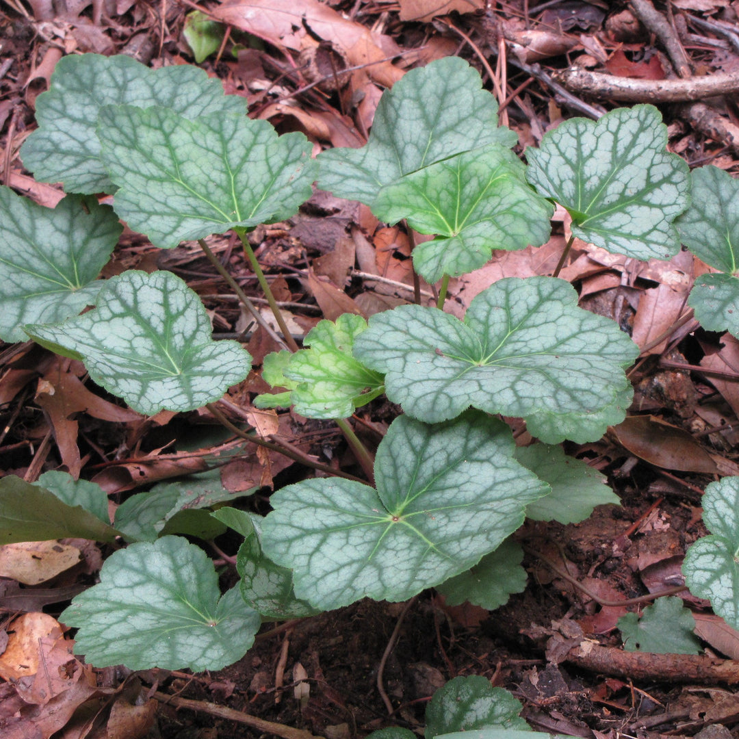 Heuchera villosa 'Berry Timeless' ~ Berry Timeless Coral Bells-ServeScape