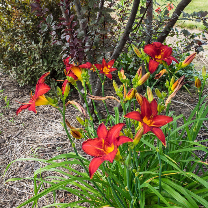 Hemerocallis 'Chicago Apache' ~ Chicago Apache Daylily-ServeScape