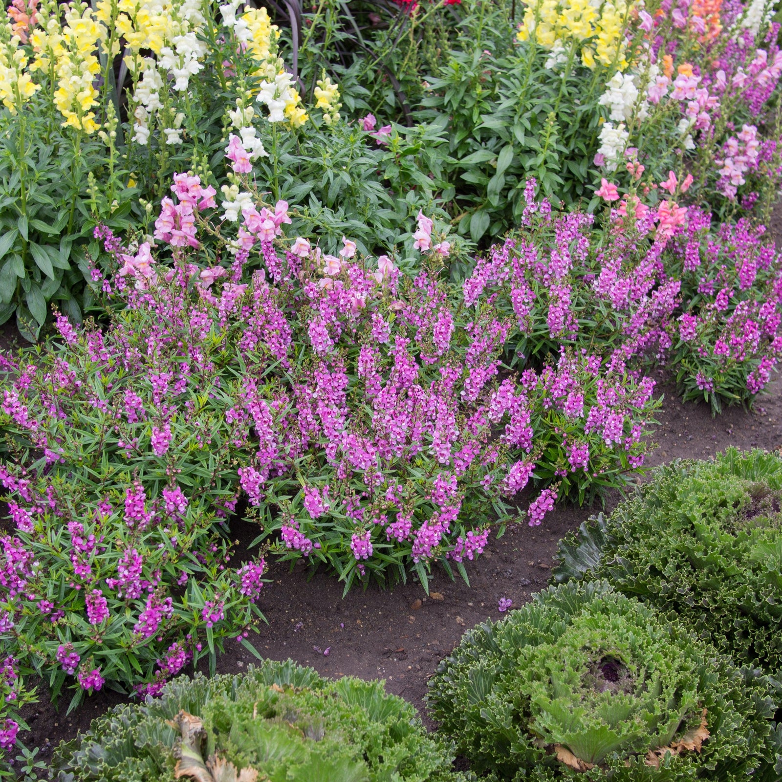 Angelonia angustifolia 'PAS777797' ~ Serenita® Raspberry Summer Snapdragon-ServeScape