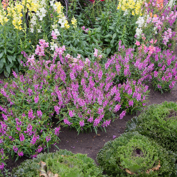 Angelonia angustifolia 'PAS777797' ~ Serenita® Raspberry Summer Snapdragon-ServeScape