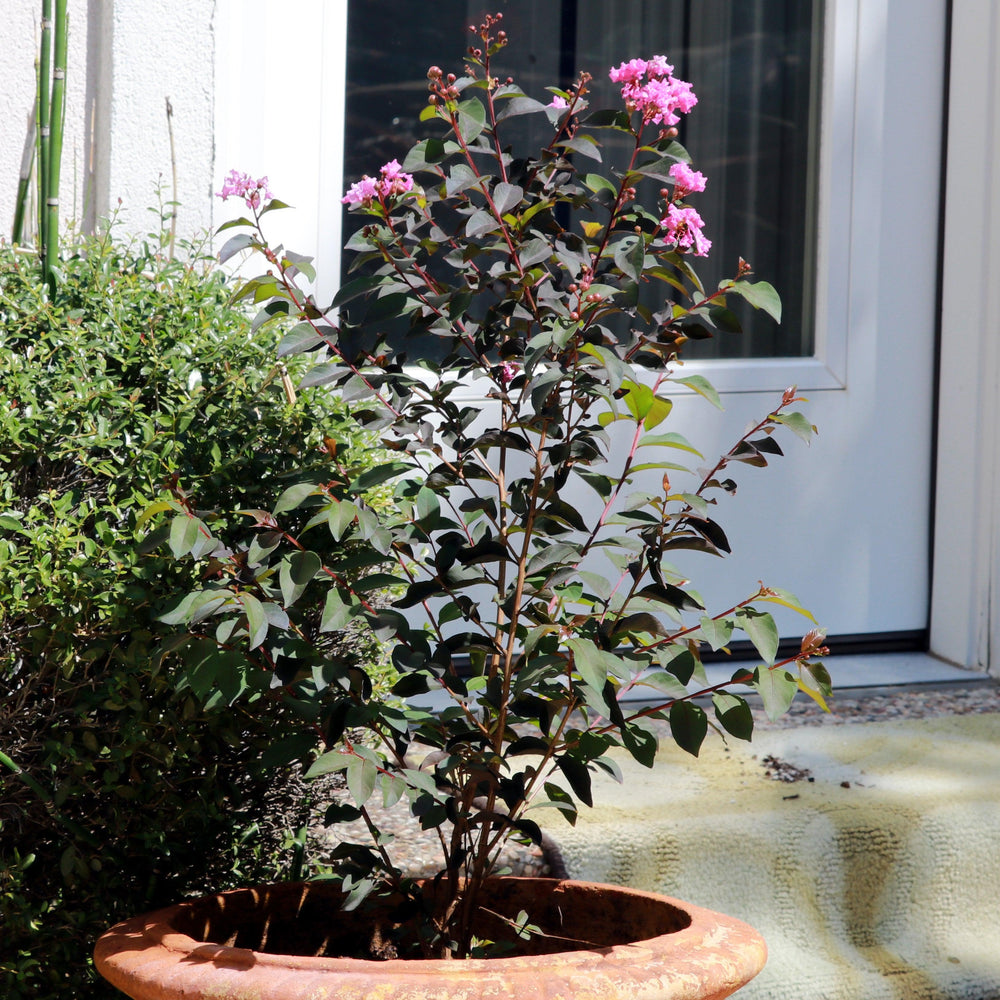 Lagerstroemia 'Dark Roast' PP32954 ~ BARISTA® Dark Roast Crape Myrtle-ServeScape