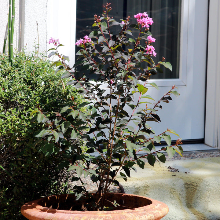 Lagerstroemia 'Dark Roast' PP32954 ~ BARISTA® Dark Roast Crape Myrtle-ServeScape