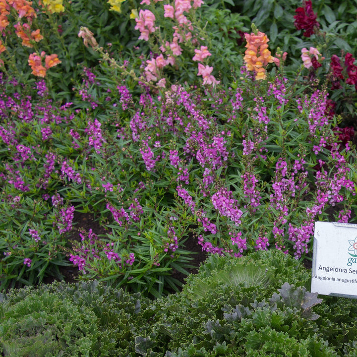 Angelonia angustifolia 'PAS777797' ~ Serenita® Raspberry Summer Snapdragon-ServeScape