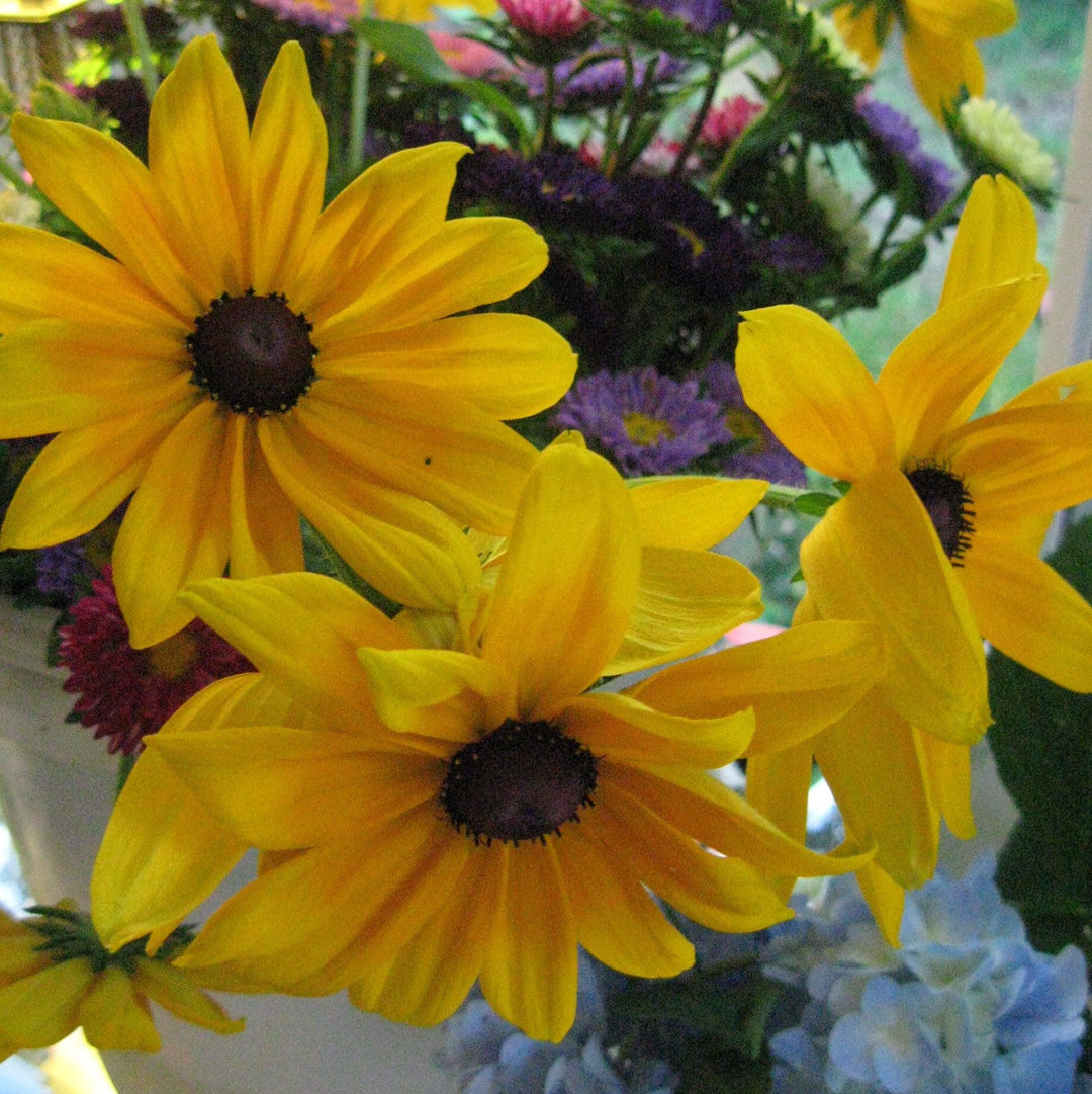 Rudbeckia hirta 'Indian Summer' ~ Indian Summer Black-Eyed Susan-ServeScape