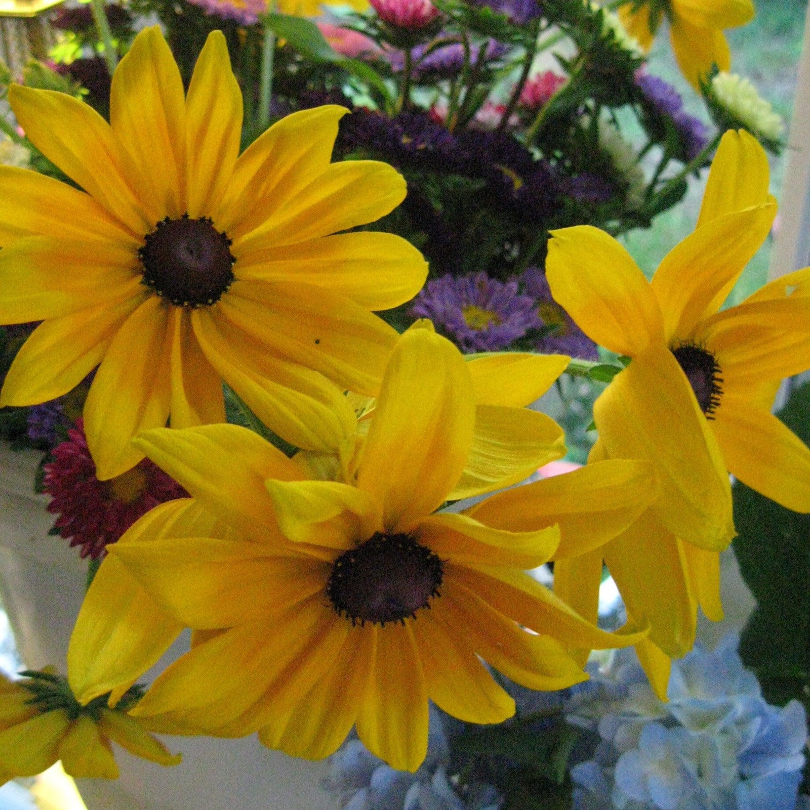 Rudbeckia hirta 'Indian Summer' ~ Indian Summer Black-Eyed Susan-ServeScape
