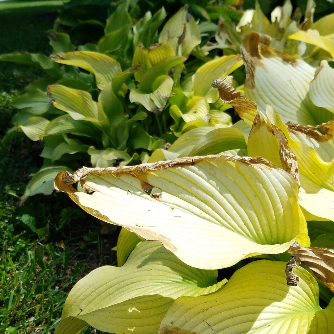 Hosta 'Sun Power' ~ Sun Hosta-ServeScape