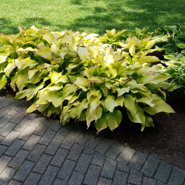 Hosta 'Sun Power' ~ Sun Hosta-ServeScape