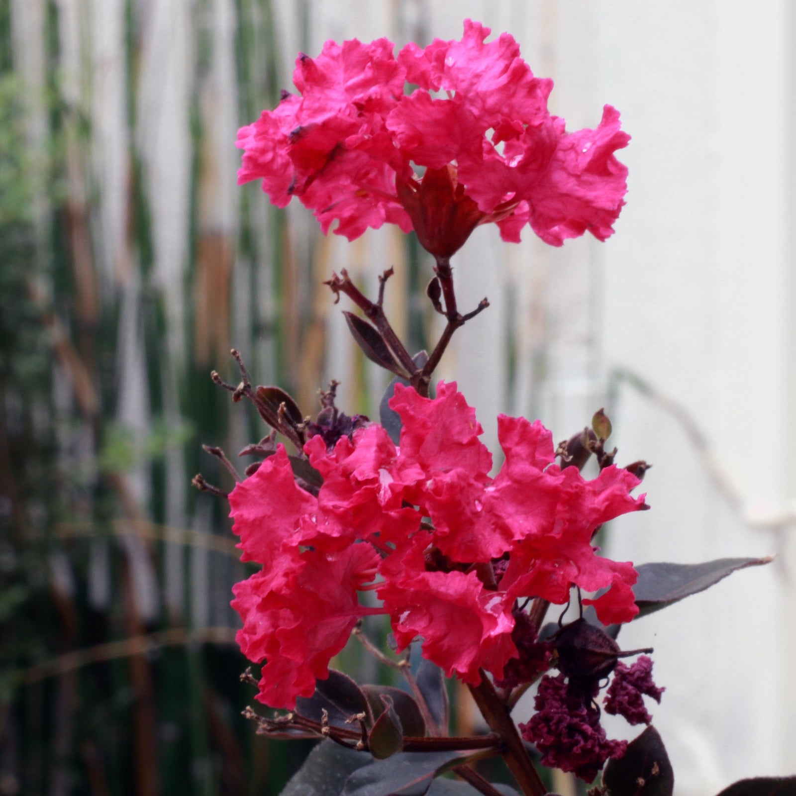 Lagerstroemia 'Cherry Mocha' PP28281 ~ BARISTA® Cherry Mocha Crape Myrtle-ServeScape