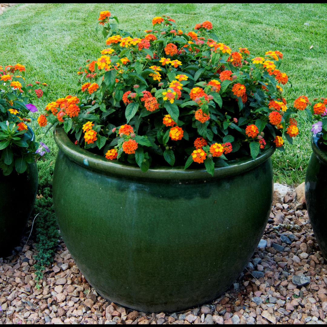 Lantana camara 'Balucraim' ~ Lucky™ Flame Lantana-ServeScape