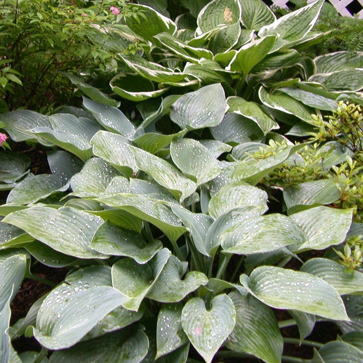 Hosta 'Blue Hawaii' ~ Blue Hawaii Hosta-ServeScape