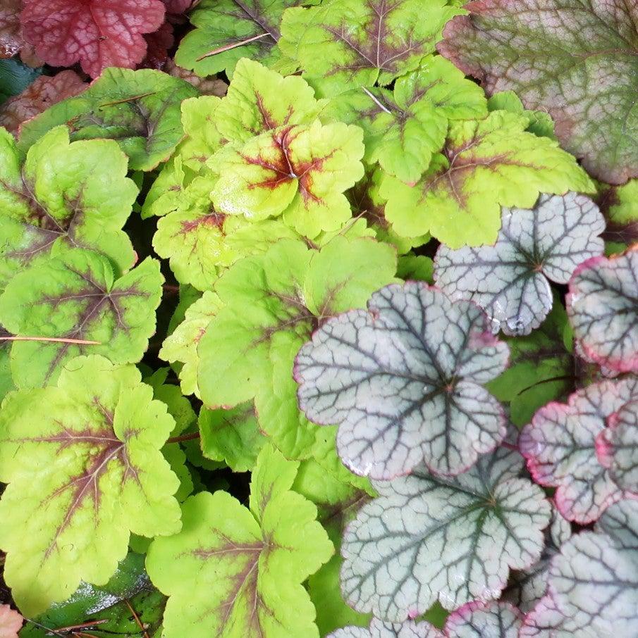 Heucherella 'Stoplight' ~ Stoplight Foamy Bells-ServeScape