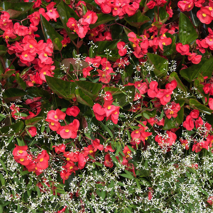 Begonia x 'PAS1085214' ~ Baby Wing® Red Begonia-ServeScape