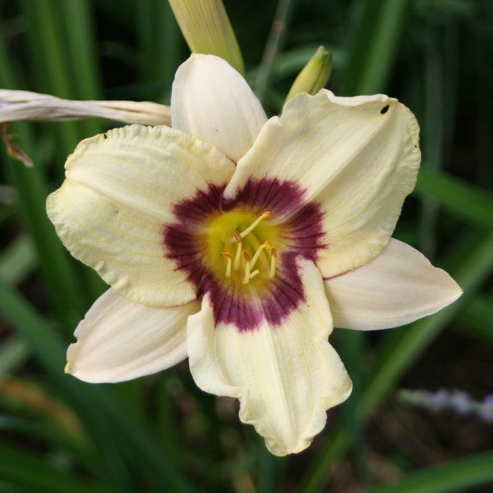 Hemerocallis 'Pandora's Box' ~ Pandora's Box Daylily-ServeScape