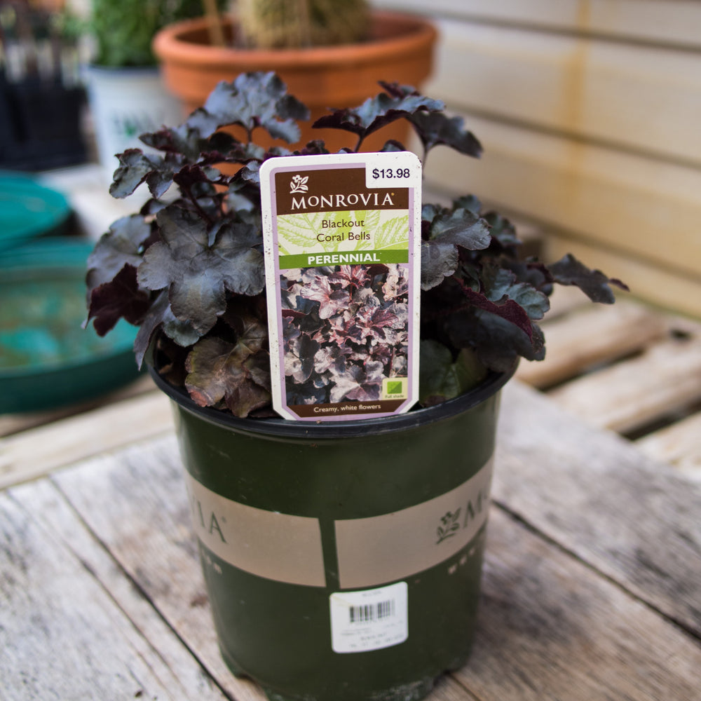 Heuchera 'Blackout' ~ Blackout Coral Bells-ServeScape