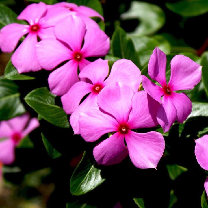 Catharanthus roseus 'Cora Cascade Lilac' ~ Cora® Cascade Lilac Vinca-ServeScape