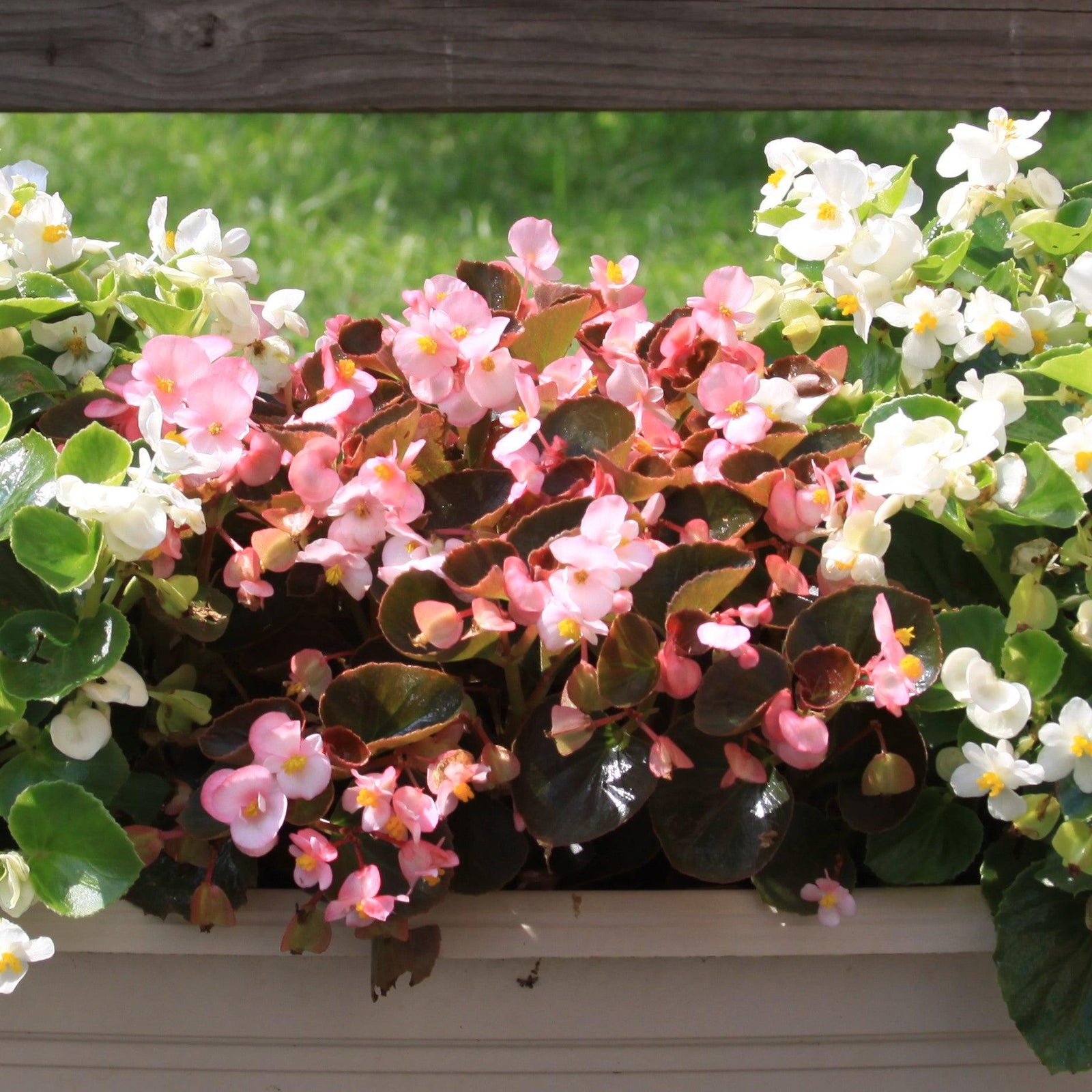 Begonia 'Bronze Leaf Pink' ~ Bronze Leaf Pink Begonia-ServeScape