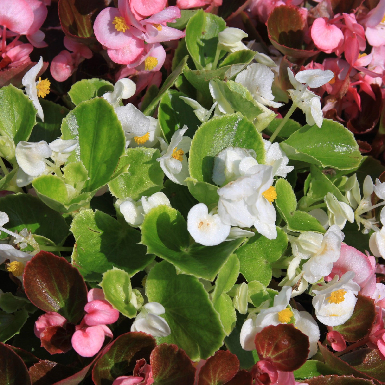 Begonia 'Green Leaf White' ~ Green Leaf White Begonia-ServeScape