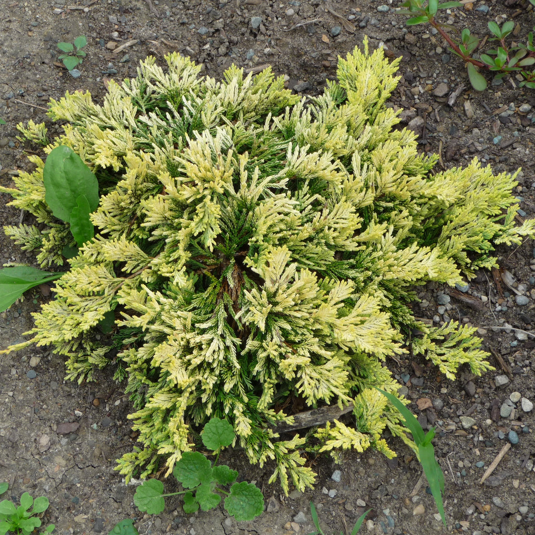 Juniperus horizontalis 'Mother Lode' ~ Mother Lode Creeping Juniper-ServeScape